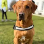 newsround — GB news