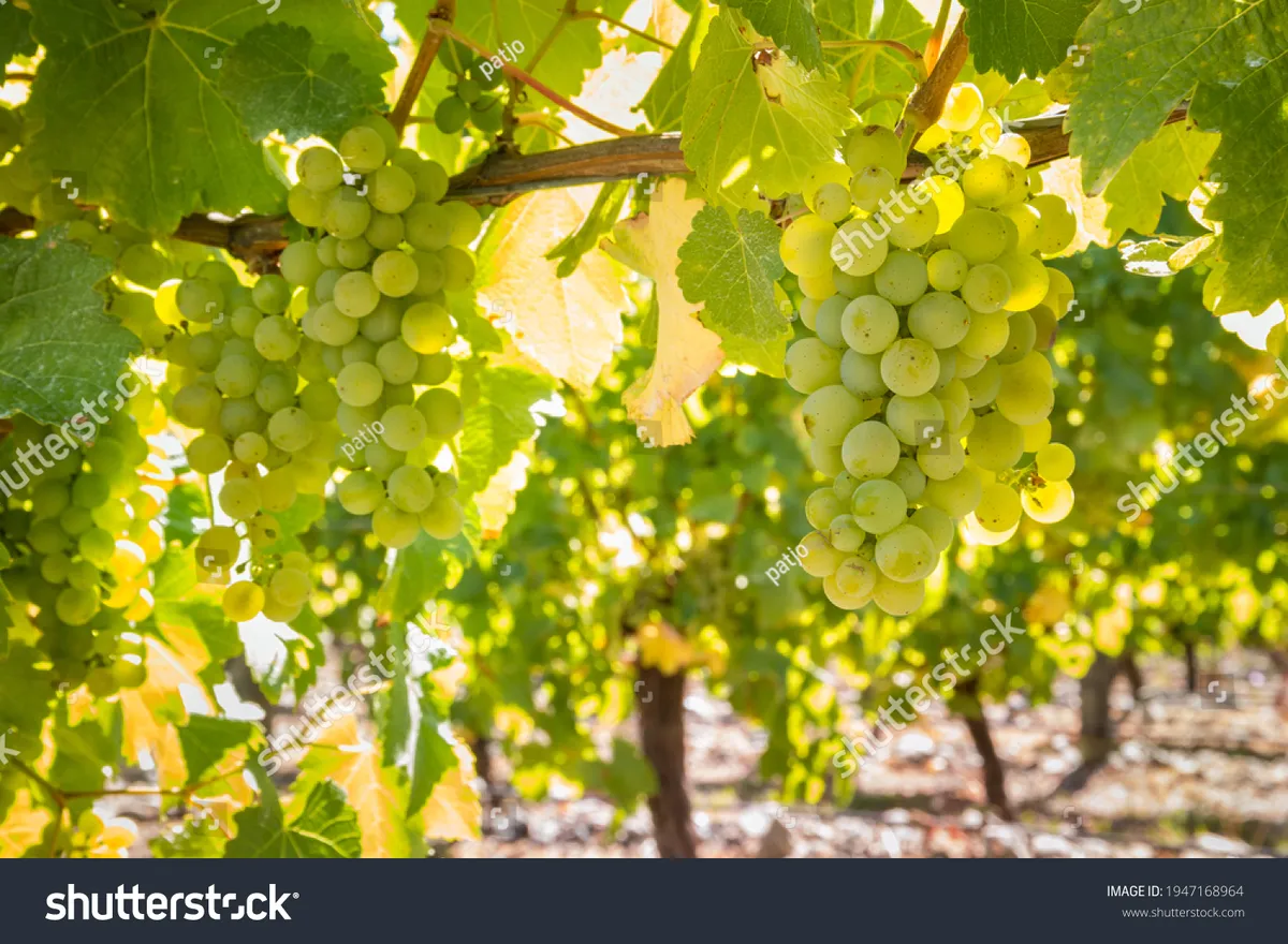 sauvignon blanc — GB news