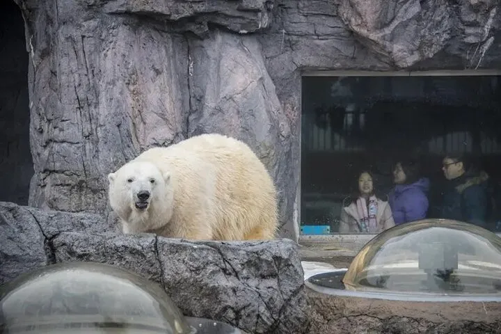 asahiyama zoo — GB news