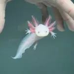 axolotl — GB news