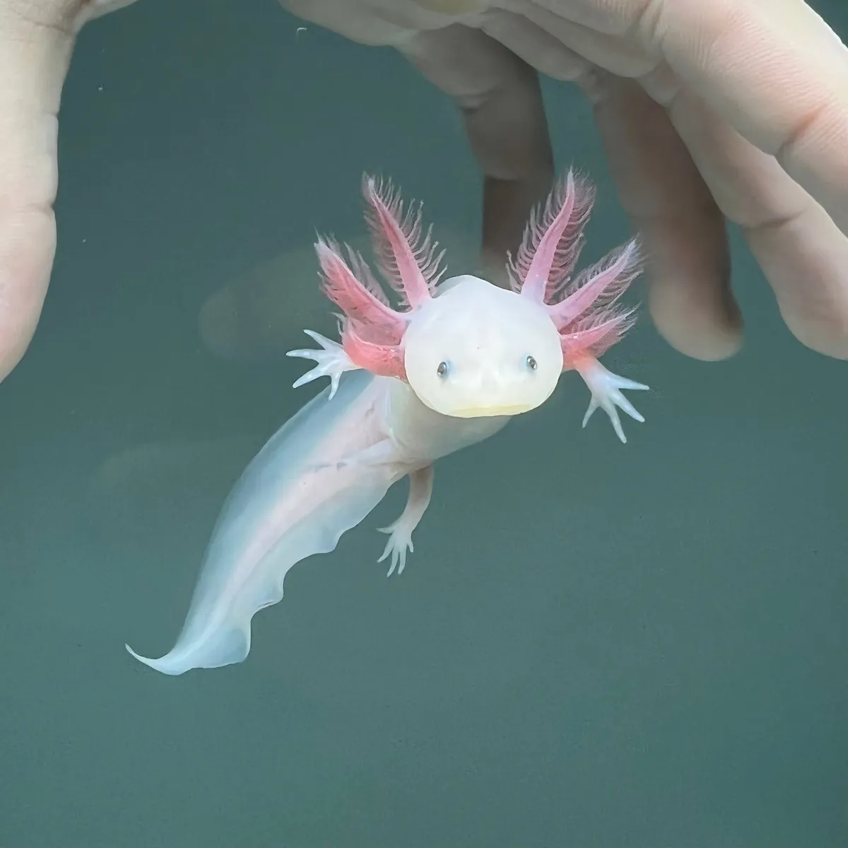 axolotl — GB news
