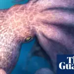 giant octopus — GB news